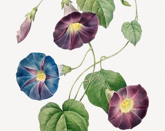 Botanical Art | Redouté Flower Print | Ipomoea Illustration | Vintage Painting | Floral Wall Decor