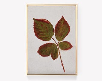 Impressão de Rosa Cinnamomea | Arte Botânica | Pintura Vintage | Ilustração Antiga de Rosa | Impressão de Flor