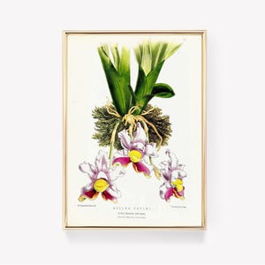 Antique Botanical Illustration | Bollea Patinii Print | Vintage Flower Art | Botanical Science Poster