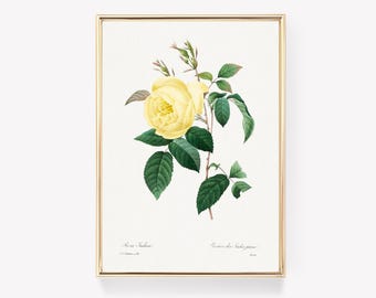 Arte floral vintage | Impressão de rosa antiga | Decoração de parede | Impressão botânica vintage | Rosa indica | Arte de jardim