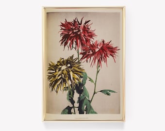 Ilustración de crisantemo / Estampado floral vintage / Arte botánico / Elegancia floral / Arte de crisantemo