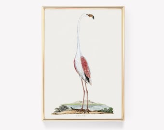 American Flamingo Print | Vintage Flamingo Art | Vintage Print | Bird Art Print | Vintage Painting