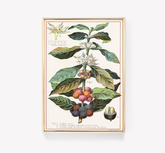 Botanische Kaffeepflanze | Kaffeepflanze Poster | Poster Coffea Arabica |  Vintage botanische Kunst | Herbarium | Kunstdruck - Etsy.de