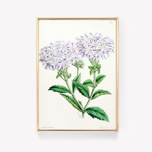 Botanical Illustration | Purple Phlox Flower | J. Andrews Art | Floral Print | Vintage Painting Print