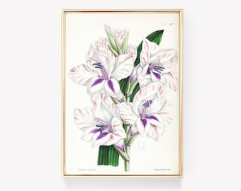 Gladiolo / Stampa floreale / Arte botanica / Illustrazione di J. Andrews / Fiore vintage / Decorazione per la casa / Quadro floreale da parete