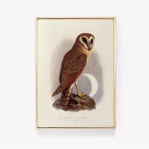 Op de afbeelding: Een vintage illustratie van een bruine en witte schuuruil die op een rots zit met een halve maan op de achtergrond. De tekst "The Java Owl, Strix Javanicus" staat onder de uil.