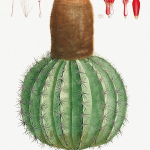 Botanische Kunstdruck | Kaktus Melokaktus | Pierre-Joseph Redouté | Vintage Gemälde | Wanddekoration