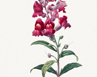 Pierre-Joseph Redouté | Muflier Poster | Botanical Art | Floral Print | Vintage Painting | 19th Century Art