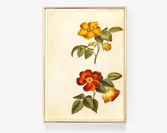 Rose Illustration Print | Pierre-Joseph Redouté Art | Botanical Art Print | Vintage Print | Wall Decor