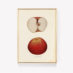 Sweet Winesap Poster | Apple Art | Vintage Fruit Print | Kitchen Decor | Retro Apple Painting | Food Art