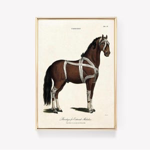 Può includere: Un'illustrazione vintage di un cavallo marrone con bende bianche avvolte intorno alle gambe e al corpo. L'immagine è intitolata "Farriery, Plate 32" e la didascalia recita "Bendaggi per malattie esterne".