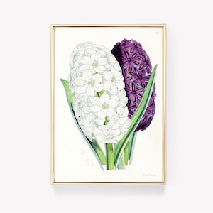 Witpaarse hyacinten | Vintage bloemen | Botanische kunstafdruk | Hyacintkunst aan de muur | Bloemenprint