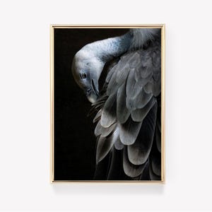 Bird Preening Print | Feather Art Print | Vintage Bird Print | Nature Poster | Wildlife Wall Art
