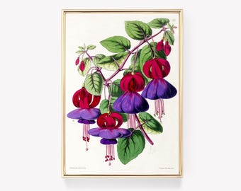 Fuchsia Flower Art | Vintage Floral Print | James Andrews Illustration | Botanical Wall Art | Antique Print