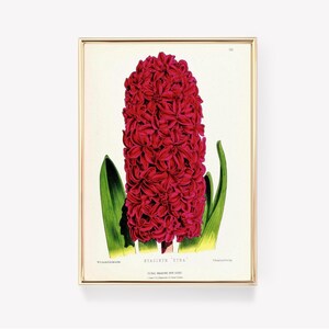 Hyacint - Etna | Vintage botanische print | Bloemendecoratie | Antieke bloemillustratie | Muurkunst