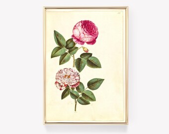 Vintage Roses Print | Botanical Wall Art | Pierre-Joseph Redouté | Floral Illustration | Vintage Painting