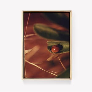 May include: A framed close-up photograph of a ladybug on a green leaf. The ladybug is red with black spots. The background is a blurred mix of brown and green, with a golden frame.