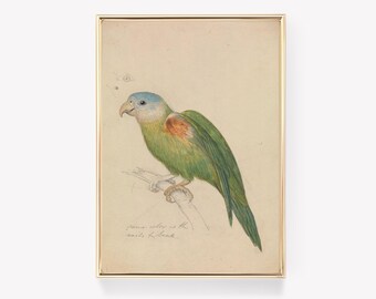 Parrot Art | Vintage Bird Print | Edward Lear Poster | Exotic Bird Wall Art | Vintage Painting