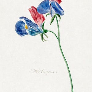 Friedrich Stapf Botanical | Hortus Botanicus Poster | Vintage Print | Antique Floral Art | Wall Decor