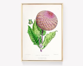 Dahlia Arbitrator Print | Vintage Botanical Art | Wall Decor | Antique Flower Print | Vintage Painting