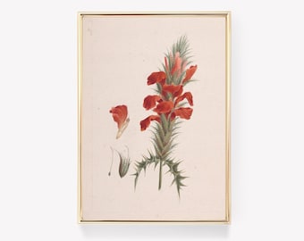 Botanical Illustration Print | Redouté Flower Art | Red Botanical Print | Vintage Painting | Wall Decor