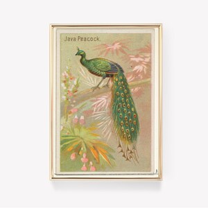May include: A vintage illustration of a Java Peacock, a green bird with a long, iridescent tail, perched on a branch in a lush tropical setting. The image is framed in gold and has the text "Java Peacock." printed at the top.