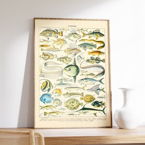 Sea Decor | Adolphe Millot Art Print | Fishing Art | Sea Life Wall Art | Marine Life Print | Sea Creature Wall Art | Vintage Fish Print