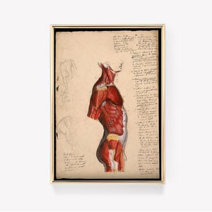Anatomy Illustration | Scientific Anatomy Print | Vintage Anatomy Art | Anatomy Notes | Medical Poster