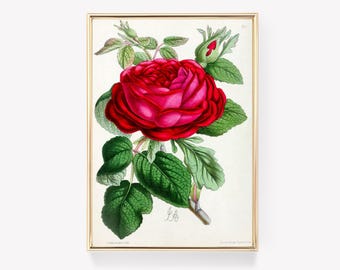 Ilustração de Rosa | J. Andrews Art | Decoração de Parede Floral | Pintura Vintage | Impressão Botânica