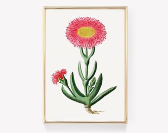 Pink Flower Print | Botanical Wall Art | Vintage Floral Print | Nature Illustration | Flower Decor