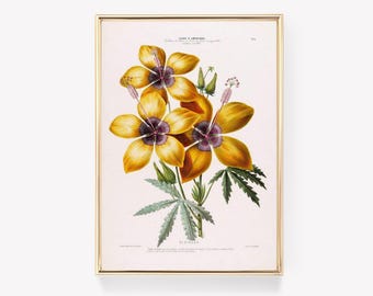 Hibiscus Art | Flore D'Amérique | Botanical Print | Vintage Painting | Wall Art | Flower Illustration