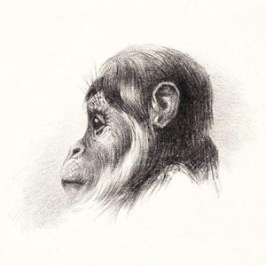 Chimpanzee Baby Portrait | Animal Wall Art | Wildlife Print | Baby Ape Print | Vintage Painting