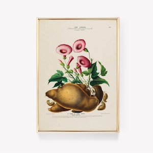 Pierre-Joseph Redouté | Süßkartoffel | Druck | Vintage Gemälde | Ipomoea Batatas | Wandkunst