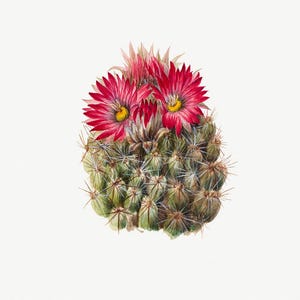 Kaktus Blumen Illustration | Blumenkaktusdruck | Wandkunst | Botanische Illustration | Vintage Malerei