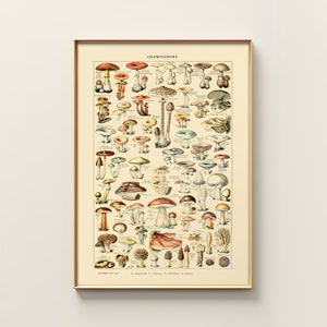 Trippy vintage paddenstoelenkaart | Champignons van Adolphe Millot | Kunstwerk uit handboek natuurwetenschappen | Franse botanische print | Cottagecore-kunstafdruk