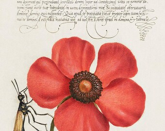 Joris Hoefnagel Red Poppy | Vintage Painting | Insects Print | Botanical Art | 16th Century Print