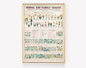 Pode incluir: Um gráfico educativo vintage intitulado "School and Family Charts" com ilustrações de várias plantas e suas classificações. O gráfico apresenta um método natural de classificação com descrições detalhadas de diferentes famílias de plantas.