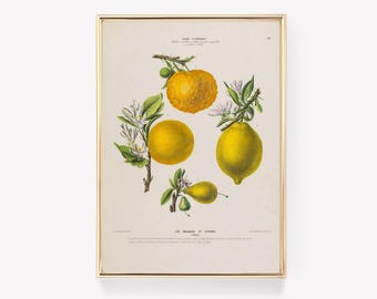 Botanical Art Print | Pierre Joseph Redouté | Citrus Fruits Illustration | Vintage Painting | Les Oranges et Citrons