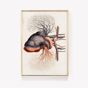 Anatomical Heart Print | Medical Wall Art | Vintage Heart Illustration | Heart Anatomy Poster | Educational Art |