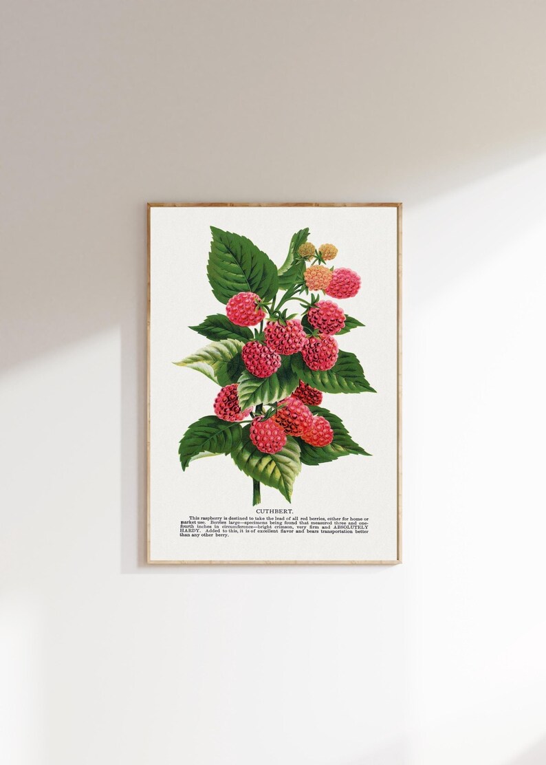 Vintage Raspberry Themed Decor Vintage Raspberry Illustration | Antique Botanical Print | Raspberry ...