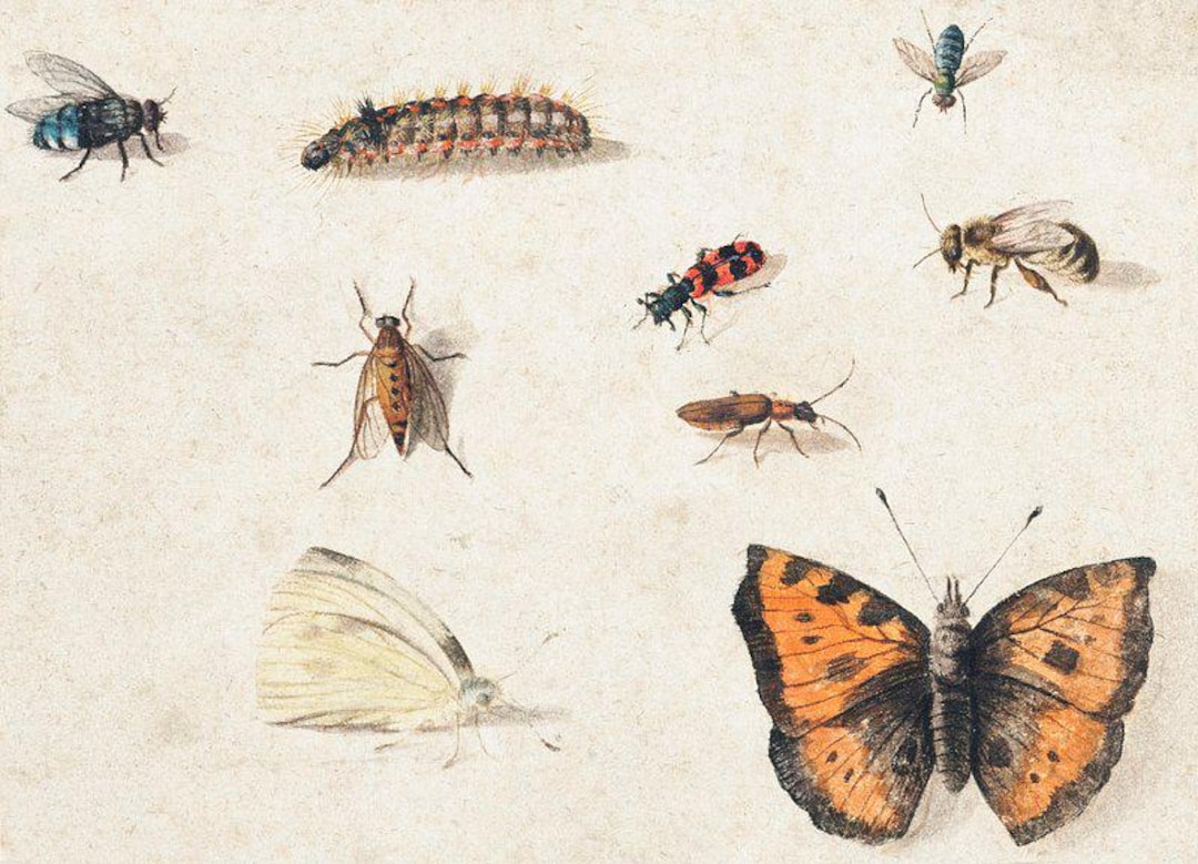 Albrecht Dürer Insects | Vintage Illustration | Entomology Art ...