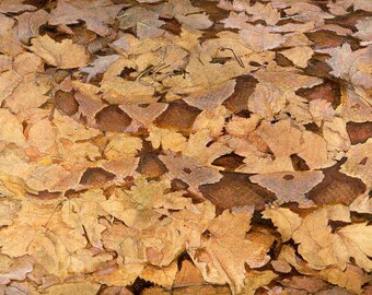 May include: A close-up of a snake camouflaged among a bed of brown and tan leaves. The snake's scales are a similar color to the leaves, making it difficult to see.