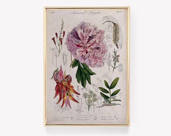Botanical Print | Antique Flower Illustration | Vintage Painting | Floral Artwork | Flower Art Decor