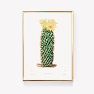 Botanische | Illustration | Mamillaria | Erecta | Jahrgang | Kaktus Druck | Wand | Kunst | Pflanze | Plakat
