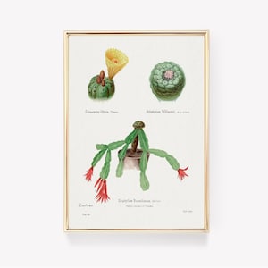 Botanische Kakteen | Echinokaktus Poster | Anhalonium Poster | Epiphyllum Kunst | Vintage Malerei