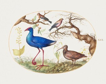 Bird Illustration Print | Vintage Bird Art | Ornithology Print | Edward Lear Print | Nature Art | Bird Print