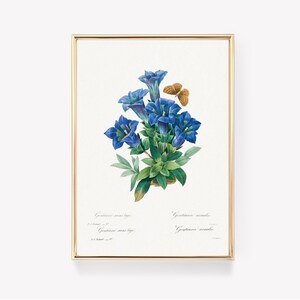 Pierre-Joseph | Redoute | Art floral | Acaulite à gentiane | Impression botanique | Fleur vintage | Art historique