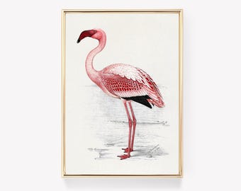 Flamingo Illustration | Vintage Flamingo Print | Art Print | Flamingo Poster | Wall Decor | Flamingo Art