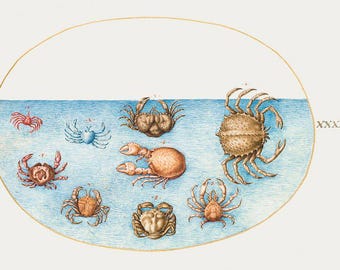 Vintage Crab Illustration | Antique Sea Creatures | Marine Art Print | Ocean Life Poster | Vintage Print