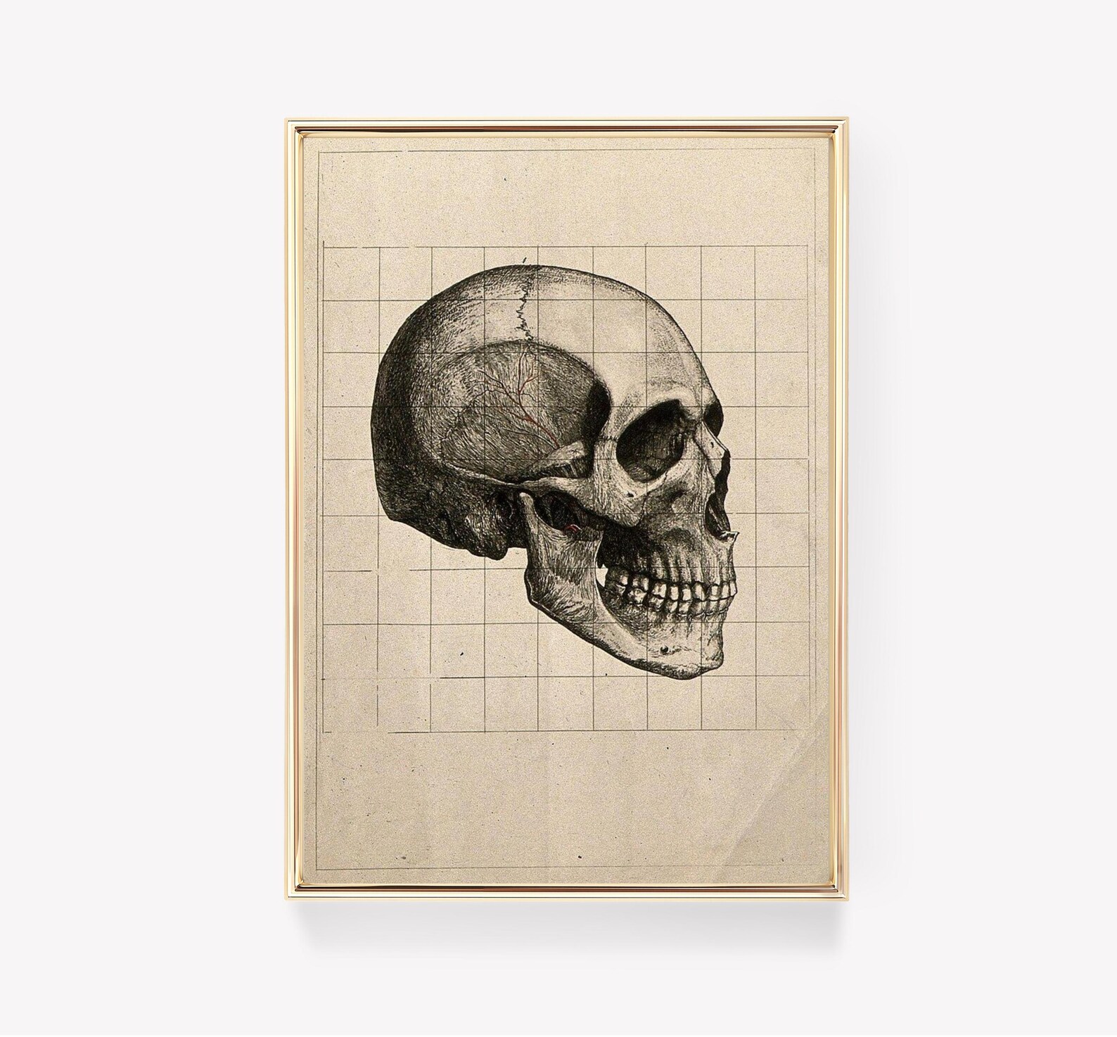 Andreas Vesalius Skull | Vintage Anatomy Print | Medical Illustration ...